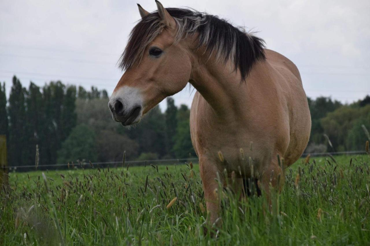 Ferme De La Forterie Verlinghem Εξωτερικό φωτογραφία