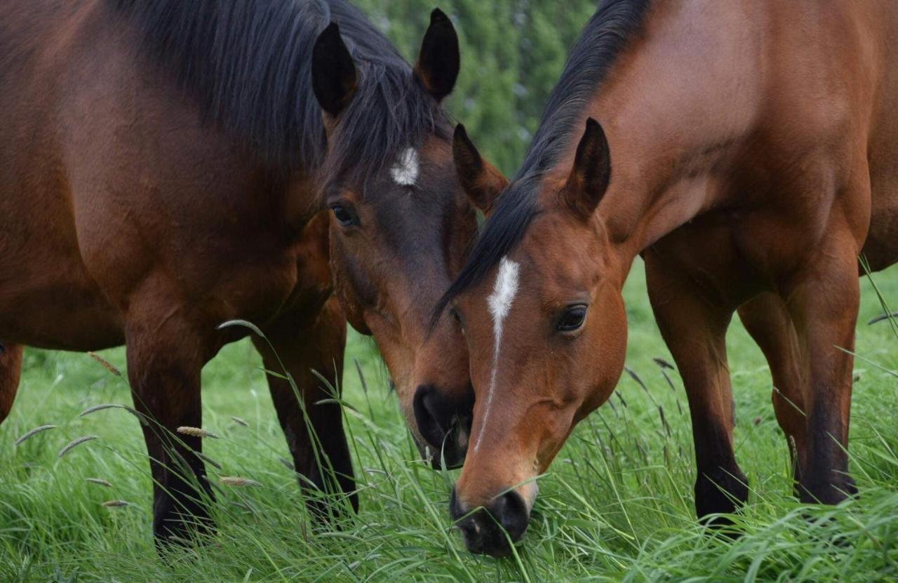 Ferme De La Forterie Verlinghem Εξωτερικό φωτογραφία