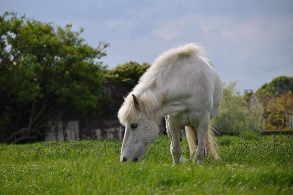 Ferme De La Forterie Verlinghem Εξωτερικό φωτογραφία