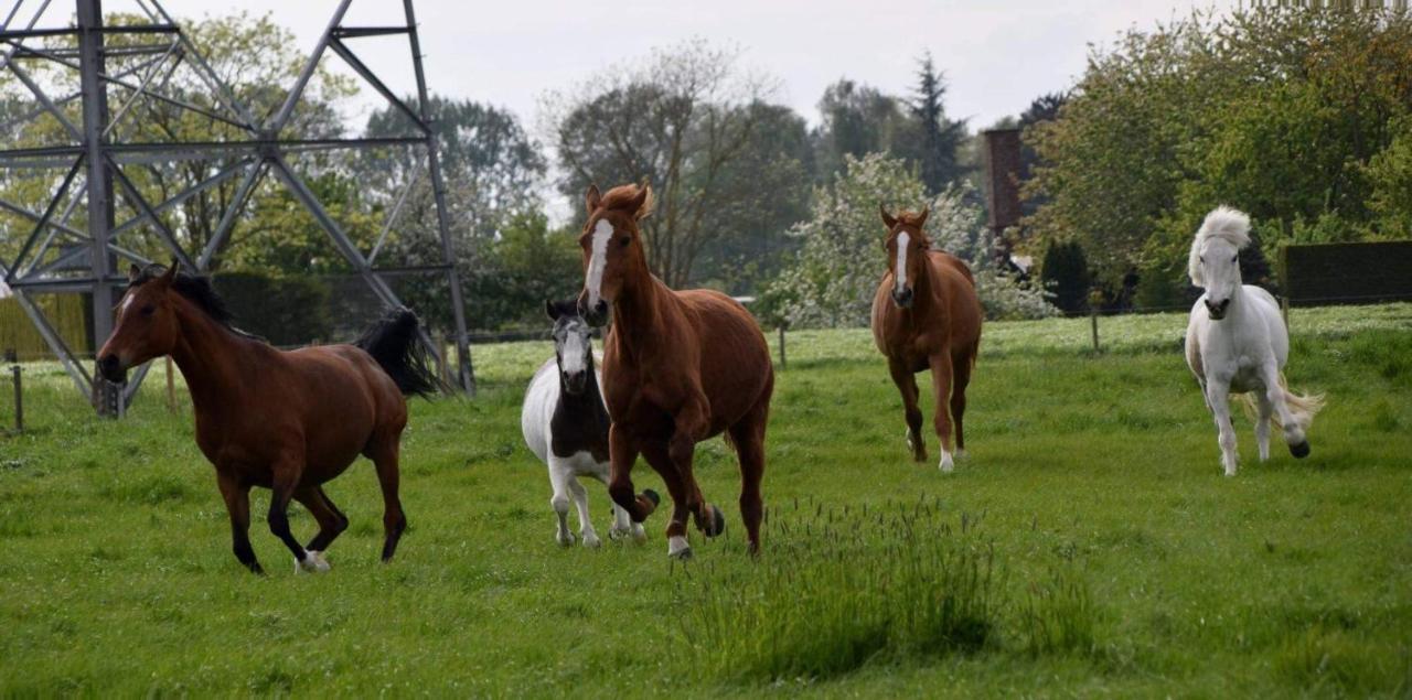 Ferme De La Forterie Verlinghem Εξωτερικό φωτογραφία